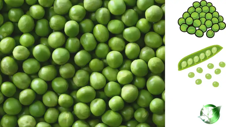Commercial presentation of Frozen Peas for wholesale product evaluation and buyer review.